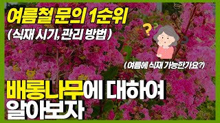 여름철 문의 1순위! 배롱나무에 관한 궁금증을 풀어 드리겠습니다. ( 백일홍 식재시기, 여름 식재 가능? , 관리 방법 )