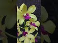 Anggrek Dendrobium Thongchai Gold