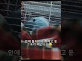 잠투정하는 유리앵무 비비 유리앵무 앵무새 parrotlet parrot 반려조 반려동물 애완동물