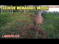 LAMBUNG KUK~TEKUKUR MEMANGGIL MUSUH@Galeri tekukur