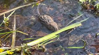 Karczownik ziemnowodny (Arvicola amphibius)