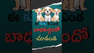 ఇది చూస్తే మీకు బాధ కలుగుతుంది??#vinnuofficial46 #shortsfeed #dog