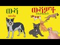 የቤት እንስሳት domestic animals