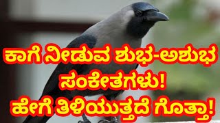 ಕಾಗೆಯಿಂದ ತಿಳಿಯಿರಿ ಶುಭ-ಅಶುಭ ಸೂಚನೆ! ಕಾಗೆ ದೋಷವಿದ್ರೆ ಪಾರಾಗುವುದು ಹೇಗೆ? #crow #predictions