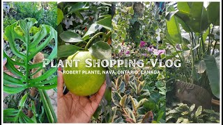 BIG BOX PLANT SHOPPING - ROBERT PLANTE - NAVAN, ONTARIO, CANADA *rare aroids, anthuriums, alocasias*