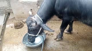 Buffalo drinking water