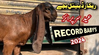 world record goat farm animals || World Most Beautiful baby goat || Beetal baby goat for sale 2024