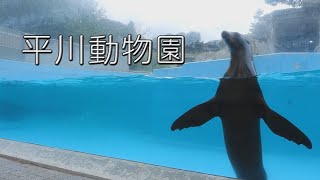 鹿児島平川動物園。仲良し三匹。アシカのレースは、寄り道ＯＫ　　2019年10月　Coolpix P1000　今日の鹿児島　縄文人