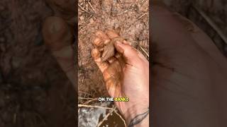the best wild clay i’ve found