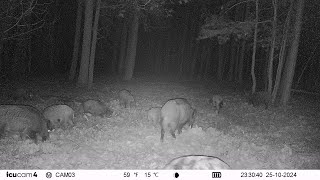 20241025233042 Germany - Wildzwijn / Schwarzwild / Wild boar