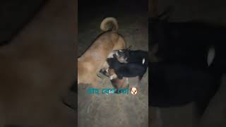 আমাকে দেখে  লজ্জা পাইছে🐕#dog#milk