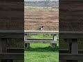 Magpie On Bench | RSPB St Aidan’s #birds #avian #nature