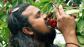 Perfect way to eat a Cherry fruit | செர்ரி பழங்களை சாப்பிடும் முறை