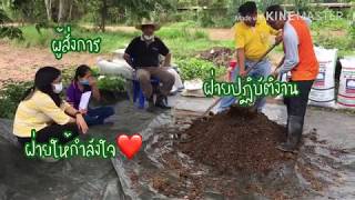 เกษตรอำเภอคำเขื่อนแก้วชวนทำปุ๋ยหมักอินทรีย์เคมีคุณภาพสูงไว้ใช้ในนาข้าว