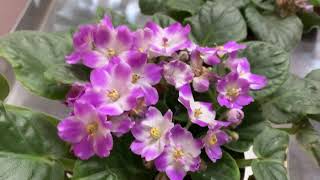 African violets / Saintpaulia: General Care Guide, Propagation, Fertilization