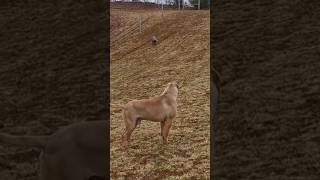 Female Presa Canario wants to attack 🛑#shorts #canecorso #presacanario #doberman #italianmastiff