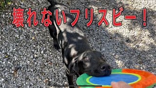 【黒ラブ】壊れないフリスビー　ラブラドールレトリバー