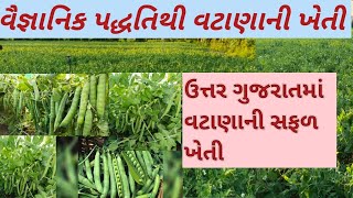 વટાણાની ખેતી વિશે સંપૂર્ણ માહિતી ||વટાણાની સફળ ખેતી|| matter farming gujrat |peas kheti