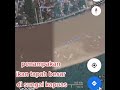 penampakan ikan tapah besar di sungai kapuas