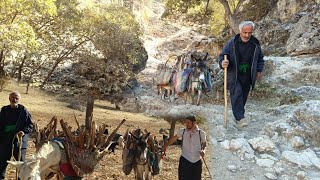 Nomadic life in Zagros: collecting firewood to spend the winter