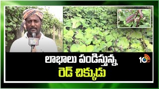 లాభాలు పండిస్తున్న రెడ్ చిక్కుడు | Broad Beans Farming | Matti Manishi | 10tv