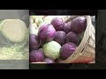 អត្ថប្រយោជន៍ស្ពៃក្ដោប benefits of cabbage ចំណេះដឹងសម្រាប់សុខភាព