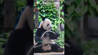 This Panda’s Hilarious Bamboo-Splitting Face Will Make Your Day!