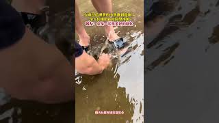 社会百态 | 大雨过后湖里的小鱼窜到路面上，学生们组团在校园里摸鱼。网友：会是一次很美好的回忆