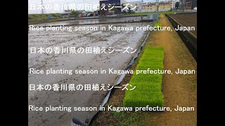 日本の香川県の田植えシーズン、Rice planting season in Kagawa prefecture, Japan