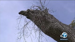 Drought, heat kill thousands of trees in Santa Monica Mountains | ABC7