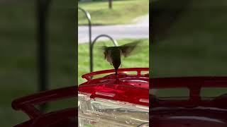 First humming bird to window feeder