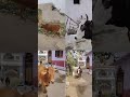 Meri gaiya aati hai mujhko doodh pilati #merigaiyaaatihai #gaumata #cow #cowvideos #trendingshorts