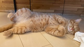 初めてへそ天で寝始めた猫が可愛すぎるが誰かに似ている Cat sleeping on roll over