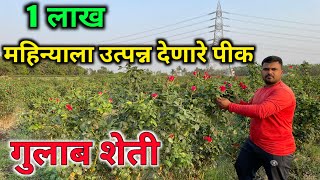 महिना लाख रुपये देणारे पीक - गुलाब! लागवड माहिती व व्यवस्थापन. #Rosefarming