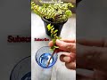 Jade plant Propagation in water | With 20 days result#ytshorts #shorts #viral#viralvideo