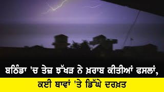 Bathinda  'ਚ ਤੇਜ਼ ਝੱਖੜ ਨੇ ਖ਼ਰਾਬ ਕੀਤੀਆਂ ਫਸਲਾਂ,ਕਈ ਥਾਵਾਂ 'ਤੇ ਡਿੱਘੇ ਦਰਖ਼ਤ