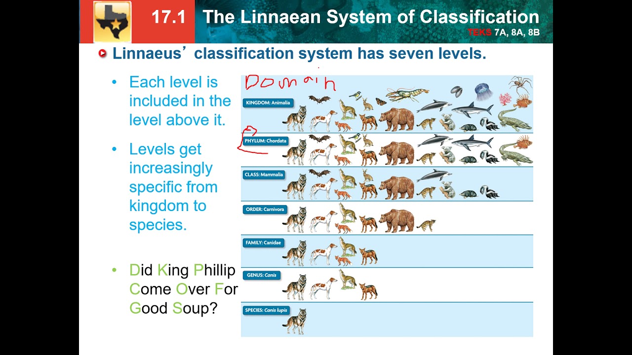 17.1: Linnaean System Of Classification - YouTube