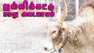 Jallikattu Namadhu Adayalam!! PETA Mudinjaa