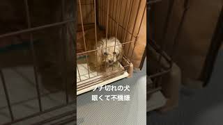 ちょっかいだしたらブチ切れた犬