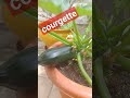 คนไทยในต่างแดน courgette zucchini ปลูกผักไว้กินเอง vegetables