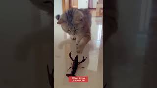 Cats In Accidents #cat #funny ##funnycats #funnyvideo #accidentshappen