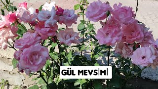 GÜL MEVSİMİ // YAZ GÜLLERİ // GÜL MASALI //GÜLÜ SEVEN DİKENİNE KATLANIR //GÜL ZAMANI