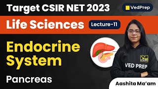 Pancreas | Endocrine System | CSIR NET 2023 Life Sciences | VedPrep Biology Academy