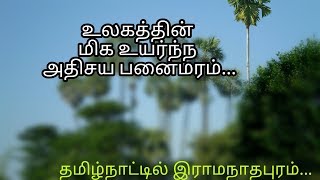 இராமநாதபுரத்தின் பிரமாண்ட அதிசய பனைமரம் | 90 அடி வளர்ந்துள்ள மிக உயர மரம்