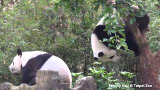 2015/01/02 圓圓與圓仔一起爬樹 Giant Panda Yuan Yuan and Yuan Zai climbs up the tree together