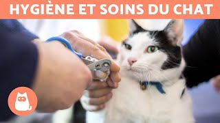 Comment couper les griffes d'un chat ? 🐱 Étape par étape