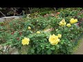 4k beautiful rose garden kamakura japan ambience with calm classical music for sleep study u0026relax