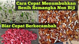 Cara Menumbuhkan Benih Semangka Non Biji Biar Cepat Berkecambah