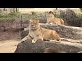 8 10は世界ライオンの日！ドローンでライオンの上を飛んでみた！【天王寺動物園】ライオンのガオウ、ルナ＆モナカ