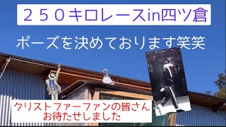 連合会２５０キロレースin四ツ倉　我が家鳩舎の結果発表